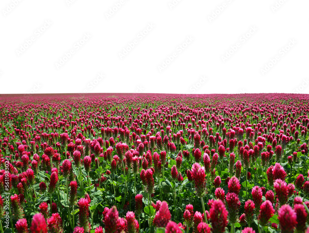 Field of flowering crimson clovers (Trifolium incarnatum) isolated on transparent background, PNG. Field of flowering crimson clovers (Trifolium incarnatum) isolated on transparent background, PNG.