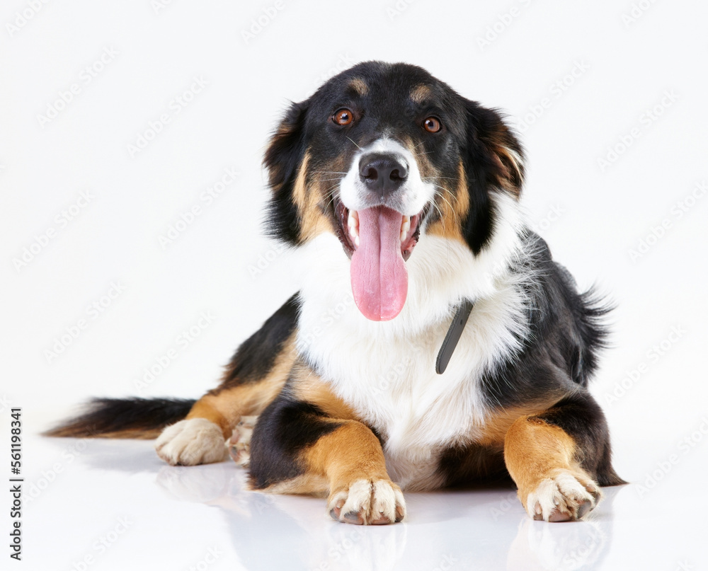Portrait of puppy, dog and animal care fur with tongue and border collie animal against white background. Animal shelter, adoption mockup with pet care, wellness and foster dogs with domestic pets
