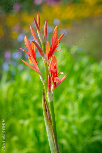 Canna indica flower