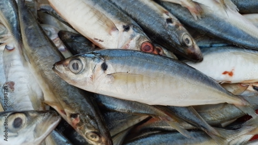 Fresh mackerel in the market with close up view Fresh mackerel in the market with close up view