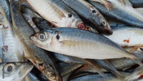 Fresh mackerel in the market with close up view