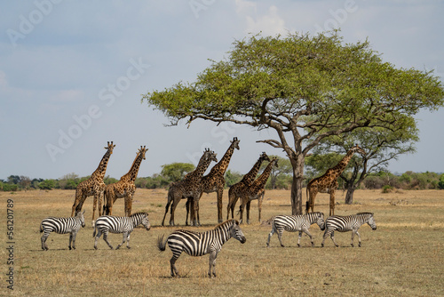 Canvas Print Zebras and Giraffes in Africa