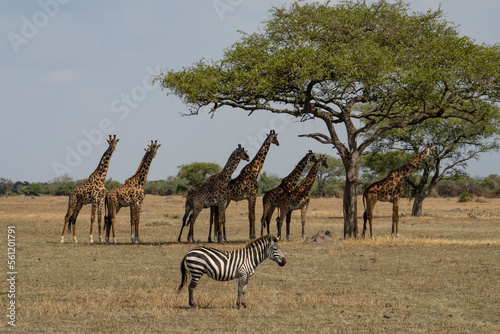 Photography Giraffes and a zebra in the african savanna in Tanzania