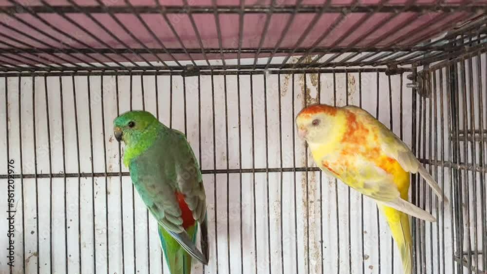 4k footage of Beautiful pigeon in cage on birds market waiting for sell