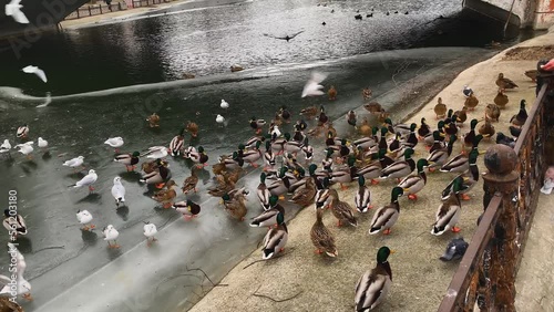 A flock of birds picks up crumbs of food from a frozen lake in the park, which passersby throw to them. High quality 4k footage