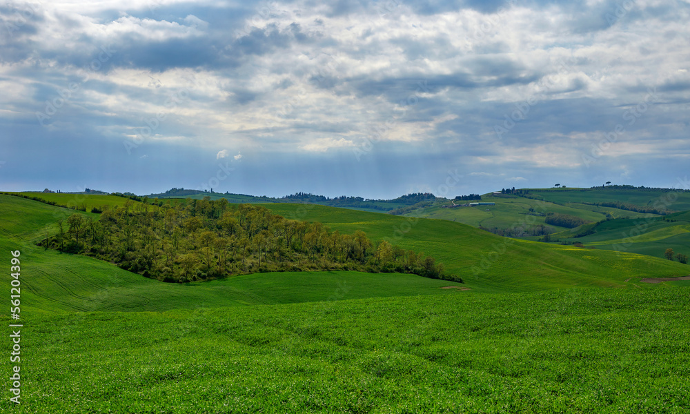 Scenic grove in the spring rolling hills of Tuscany