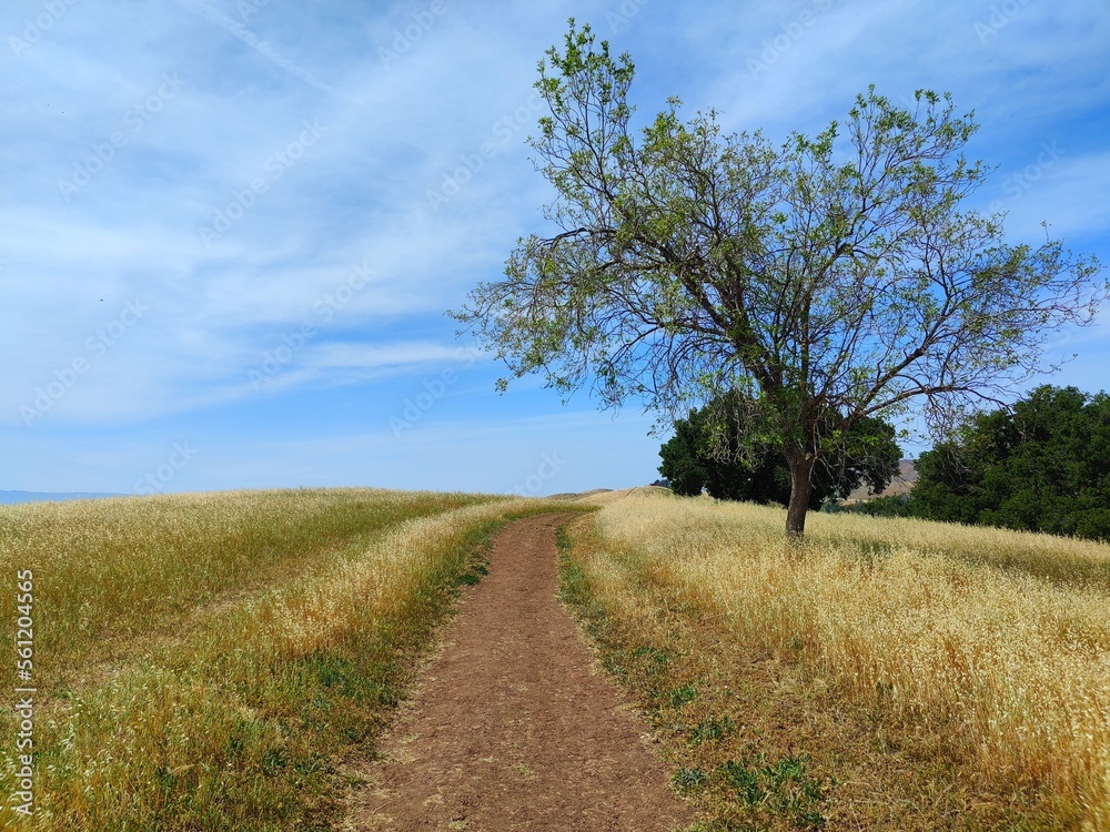 road in the field