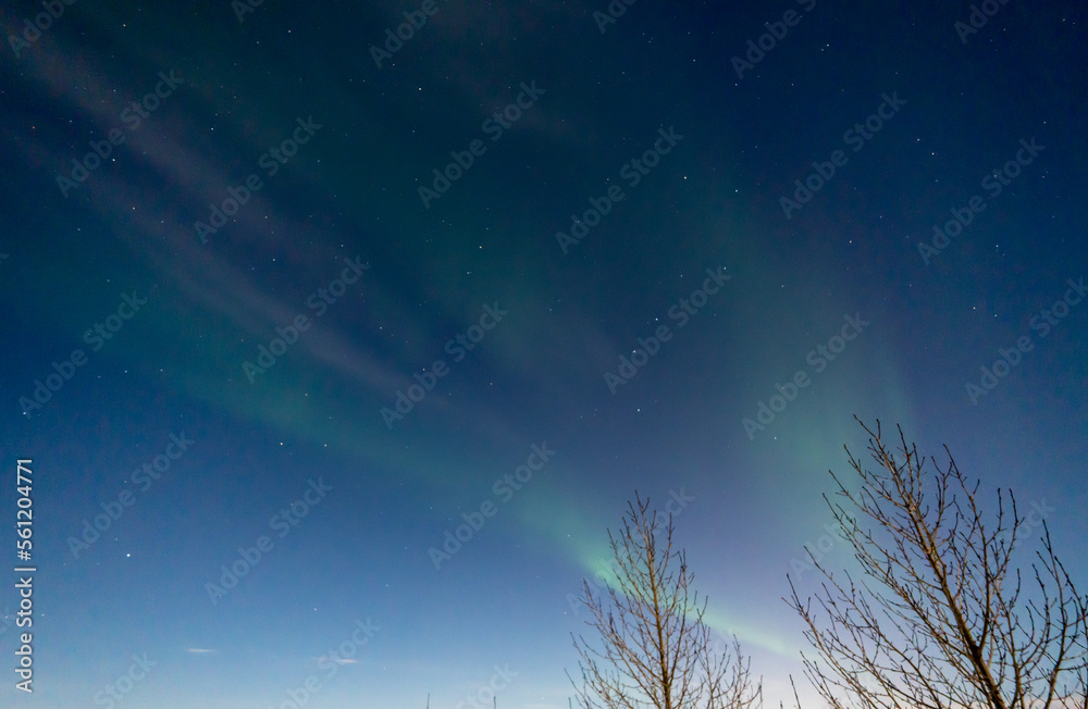 Fototapeta premium Green and purple northern lights between the silhouette of two trees in iceland with the sky bluish by the moon