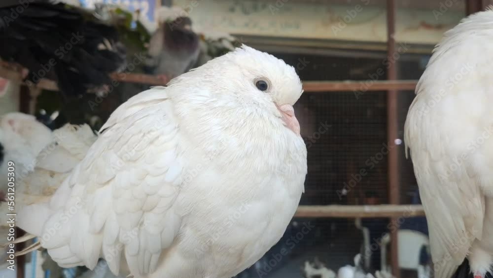 4k footage of Beautiful pigeon in cage on birds market waiting for sell