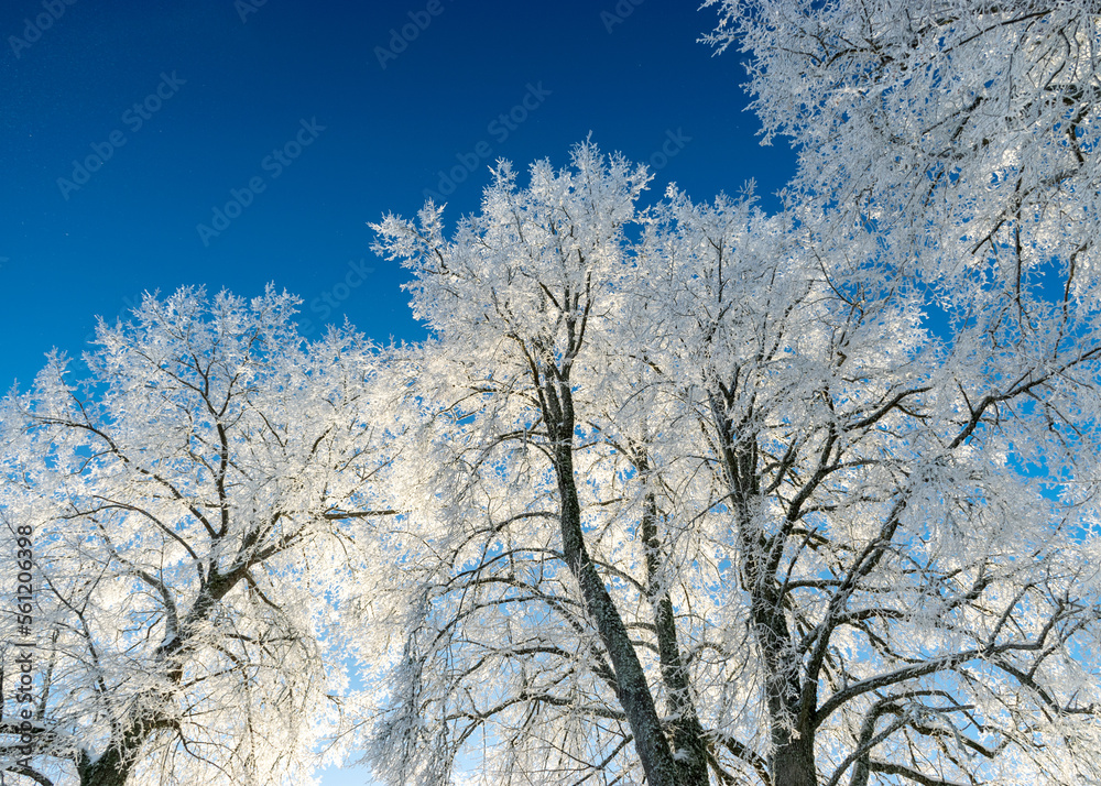 view of the forest after a blizzard, frost on tree branches, white fields, clear blue sky, sunlight view of the forest after a blizzard, frost on tree branches, white fields, clear blue sky, sunlight