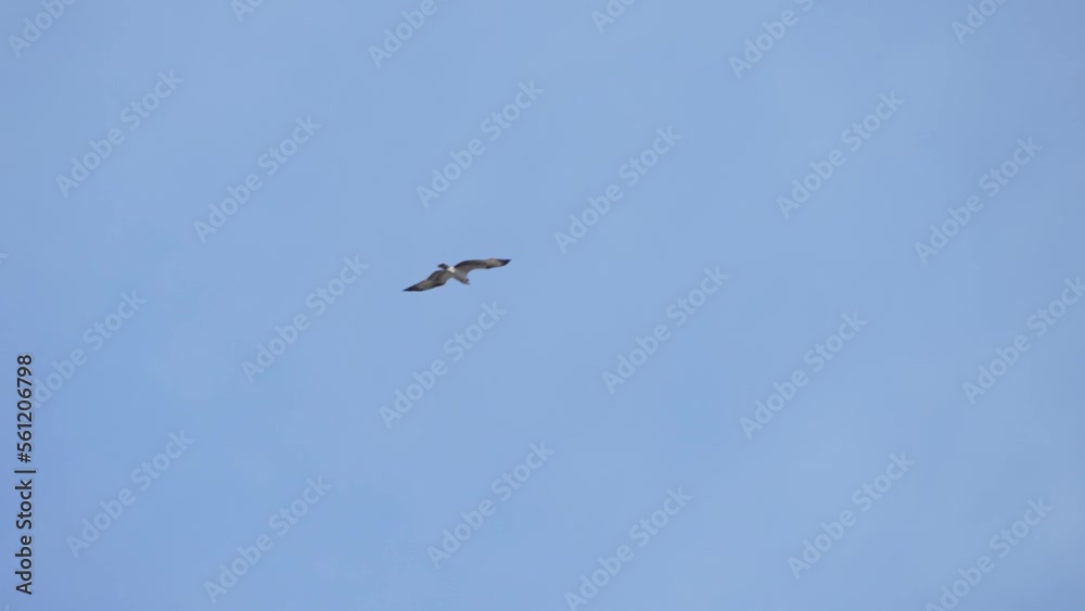 osprey in flight osprey in flight