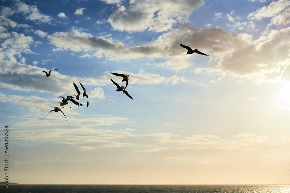 Air fight of shorebirds over a piece of bread in the air. Silhouette of quarreling seagulls animals against blue sky with clouds at sunset.