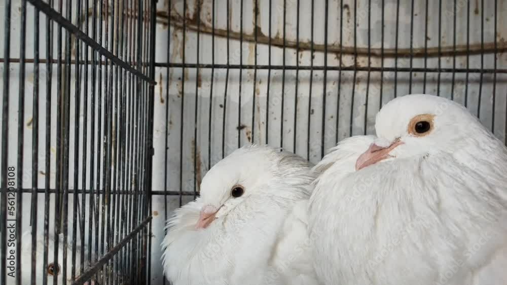 4k footage of Beautiful pigeon in cage on birds market waiting for sell