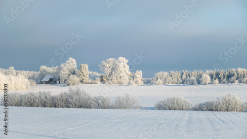 a wonderful sunny winter day, trees covered with white frost and grass stalks in the fields, a charming white winter fairy tale