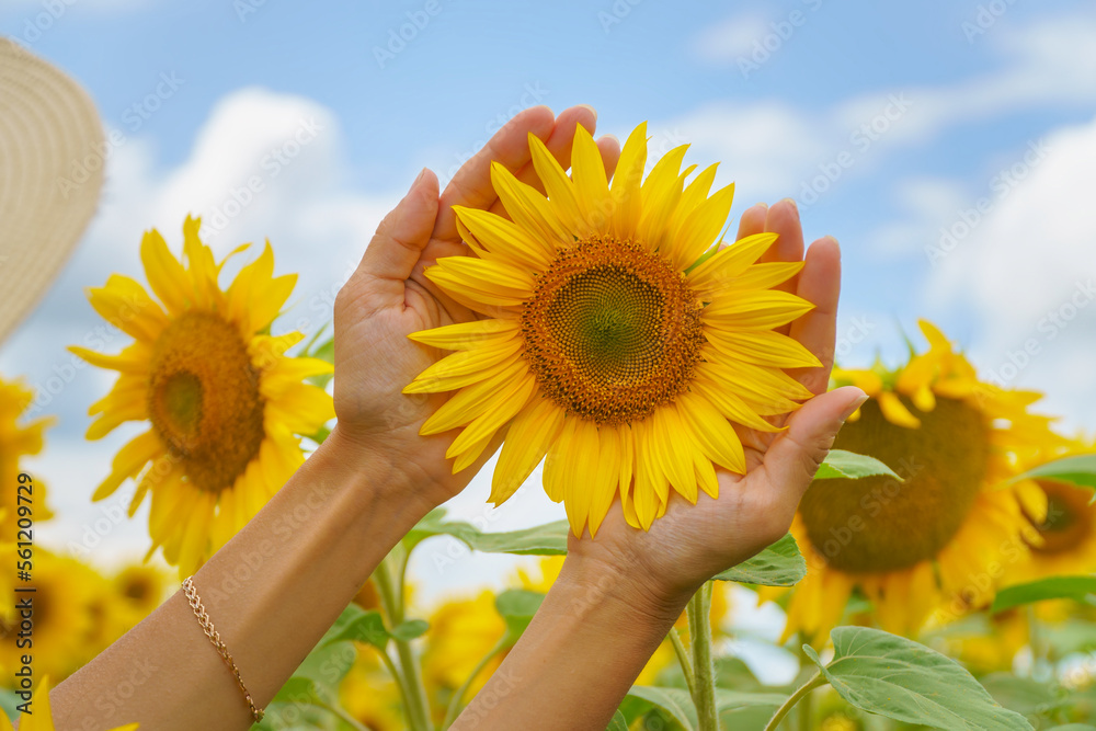 Sunflower in hands. Sunflower in hands.