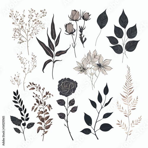 Set botanical hand drawn vector element. Hand-drawn illustration isolated on white background