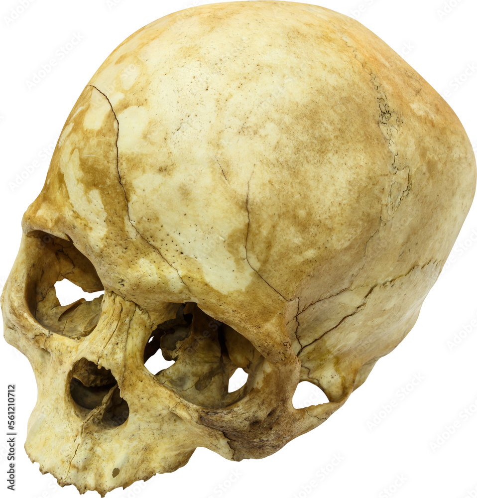 Fototapeta premium Human skull ( sapiens )
