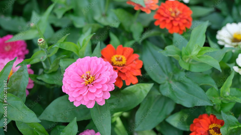Orange pink gerbera flower in summer garden Orange pink gerbera flower in summer garden