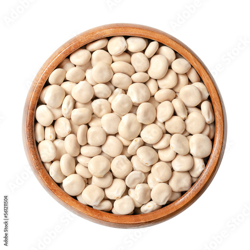 Dried sweet lupin beans, in a wooden bowl. Also known as white lupin or field lupine. Seeds of Lupinus albus, with low content of antinutrients and alkaloids, used as protein source and for sprouting. photo