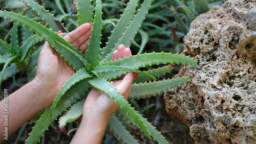 Woman hands on green aloe bush in garden photo