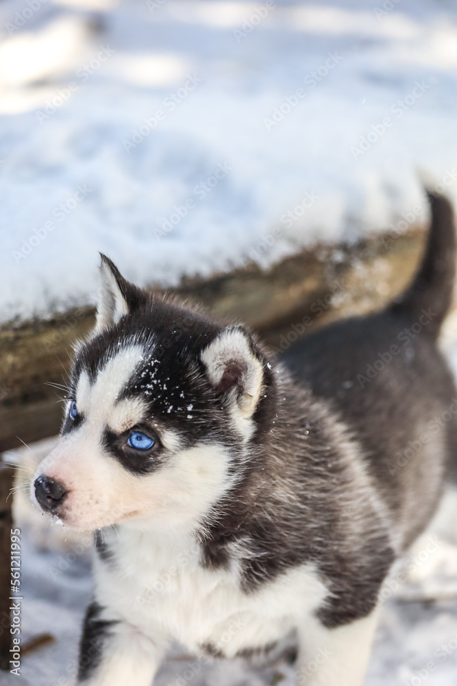  Siberian Husky puppies play winter. Caring 