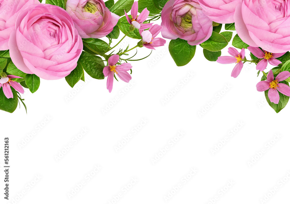 Pink ranunculus flowers, cosmea and green leaves in a top border floral arrangement isolated on white or transparent background