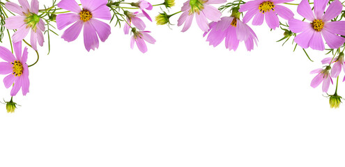 Pink cosmos flowers in a top border floral arrangement isolated on white or transparent background