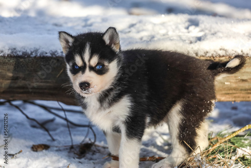  Siberian Husky puppies play winter. Caring 