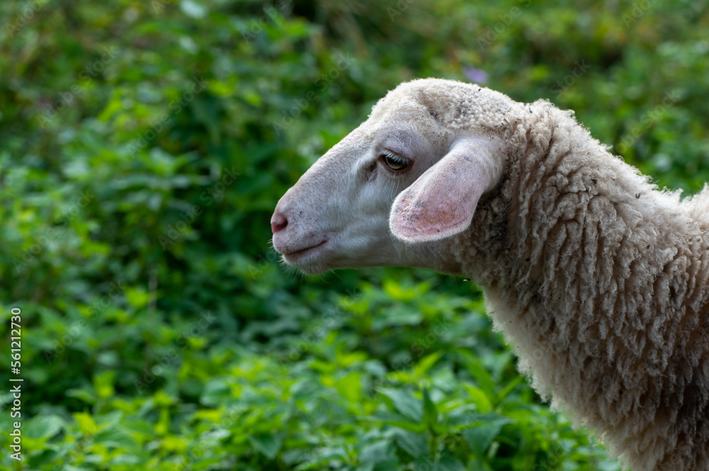 Obraz premium Detail of a head of young lamb. Sheep face detail. Cute young sheep, lambs in the nature at Slovakia. Farm with sheeps, with beautiful wool, cute animals 