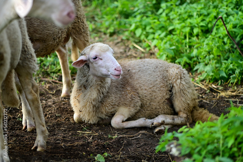 Fototapeta Naklejka Na Ścianę i Meble -  The Sick sheep is lying on the ground next to a group of other sheep in nature