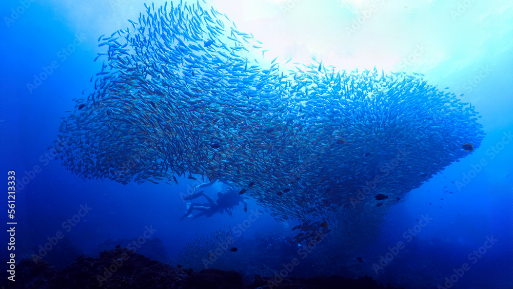 Fototapeta premium Underwater photo of a huge school of fish in the blue sea