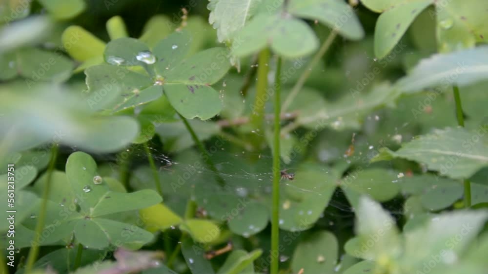 Dew on the leaves clover. selective focus Dew on the leaves clover. selective focus