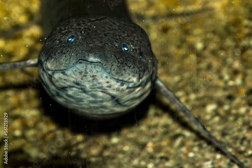 Portrait of an West African lungfish underwater photo