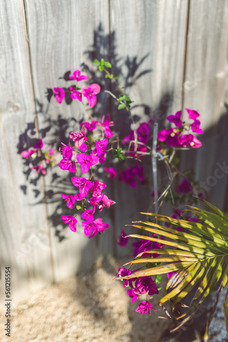 close-up of purple bougainvillea plant outdoor in sunny backyard