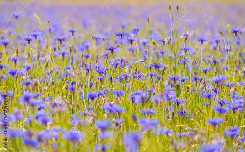Field of wild blue flowers, chamomile and wild daisies in spring, in remote rural area