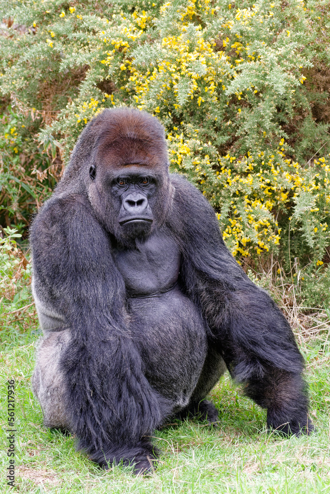 Gorilla