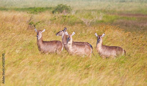 There are many The waterbuck (Kobus ellipsiprymnus) in the Isimangaliso Wetland Park, which is on the UNESCO Heritage List in South Africa.