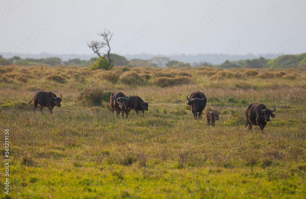 The combination of hundreds of buffaloes in Isimangaliso Wetland Park in South Africa resembles the Great Migration in Serengeti National Park.