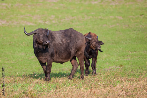 The combination of hundreds of buffaloes in Isimangaliso Wetland Park in South Africa resembles the Great Migration in Serengeti National Park.