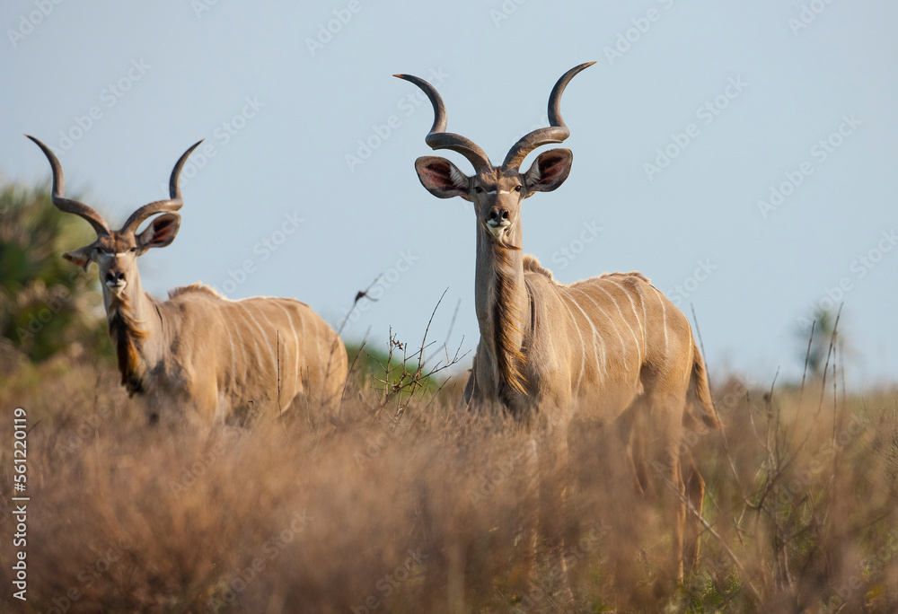 Fototapeta premium Group of kudu walks in iSimangaliso Wetland Park with savannah landscape. South Africa game drive safari.