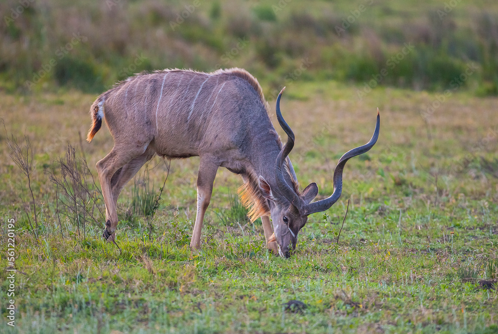Group of kudu walks in iSimangaliso Wetland Park with savannah landscape. South Africa game drive safari. Group of kudu walks in iSimangaliso Wetland Park with savannah landscape. South Africa game drive safari.