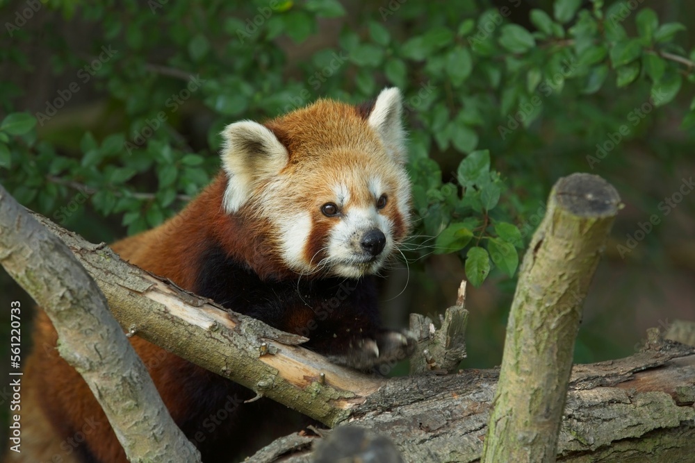 Naklejka premium The red panda (Ailurus fulgens), also known as the lesser panda, Panda červená, in Captivity, zoo Pilsen, czech republic