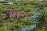 There are many The waterbuck (Kobus ellipsiprymnus) in the Isimangaliso Wetland Park, which is on the UNESCO Heritage List in South Africa.