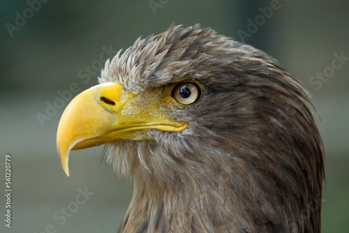 White tailed eagle, (Haliaeetus albicilla), orel mořský, detailed A beautiful portrait, closeup, sharp face eagle.