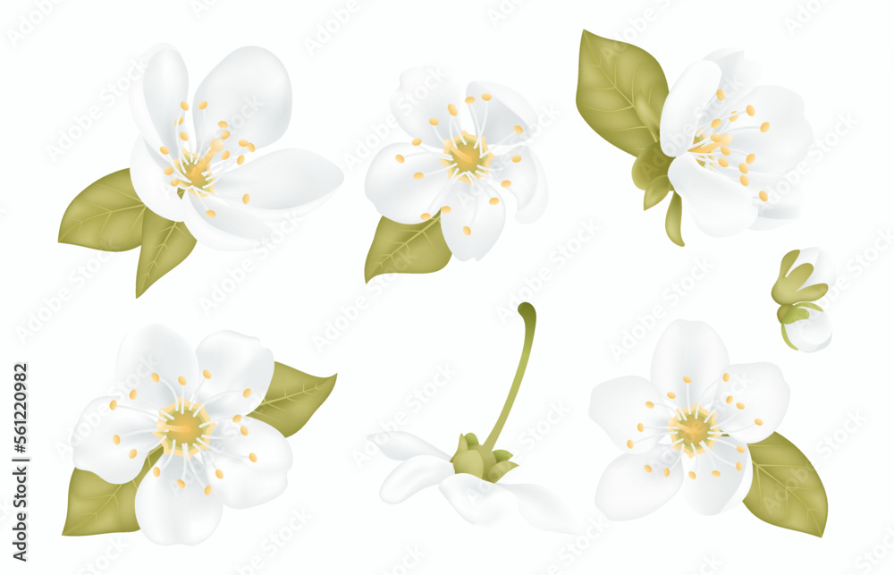 Obraz premium Collection of beautiful white sakura cherry tree flowers with leaves isolated on transparent background. Set of plum or apple blossom, japanese cherry tree. Floral spring design vector illustration.