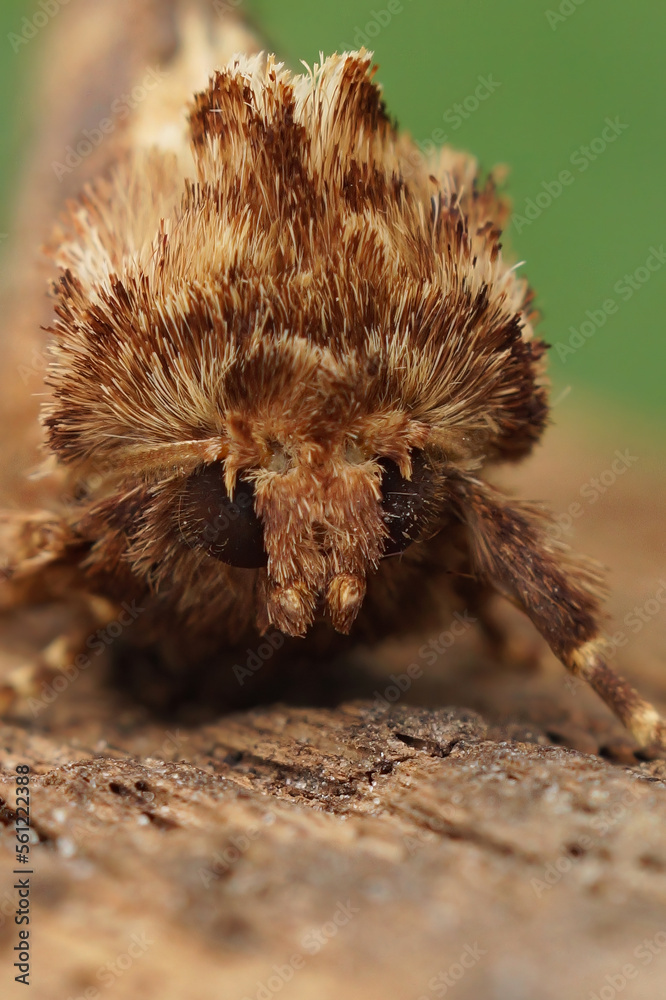 Vertical facial closeup on the brown colored Flounced Rustic moth, Luperina testacea sitting on wood Vertical facial closeup on the brown colored Flounced Rustic moth, Luperina testacea sitting on wood