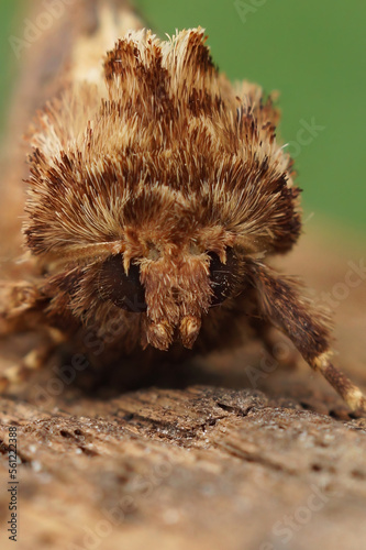 Vertical facial closeup on the brown colored Flounced Rustic moth  Luperina testacea sitting on wood