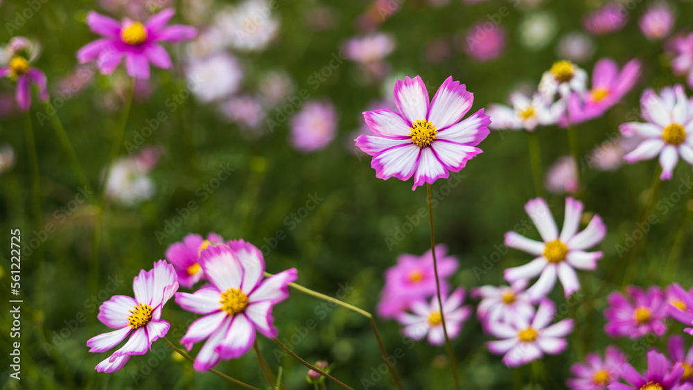 Many pink, purple and white cosmos flowers blooming beautifully in a park in rural. Many pink, purple and white cosmos flowers blooming beautifully in a park in rural.