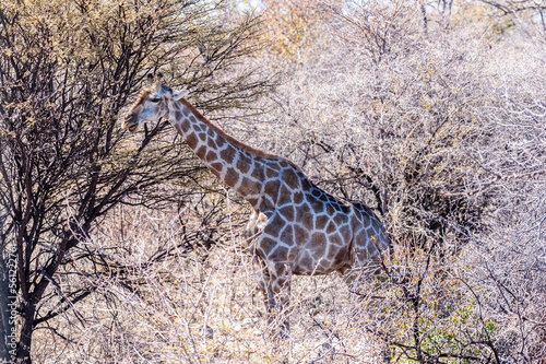 Closeup of the neck of an Angolan Giraffe - Giraffa giraffa angolensis- in Etosha national Park in Namibia.