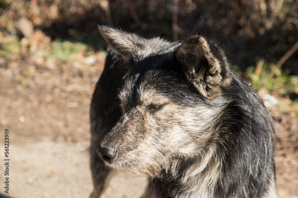 Adorable homeless stray mongrel dog head closeup Adorable homeless stray mongrel dog head closeup